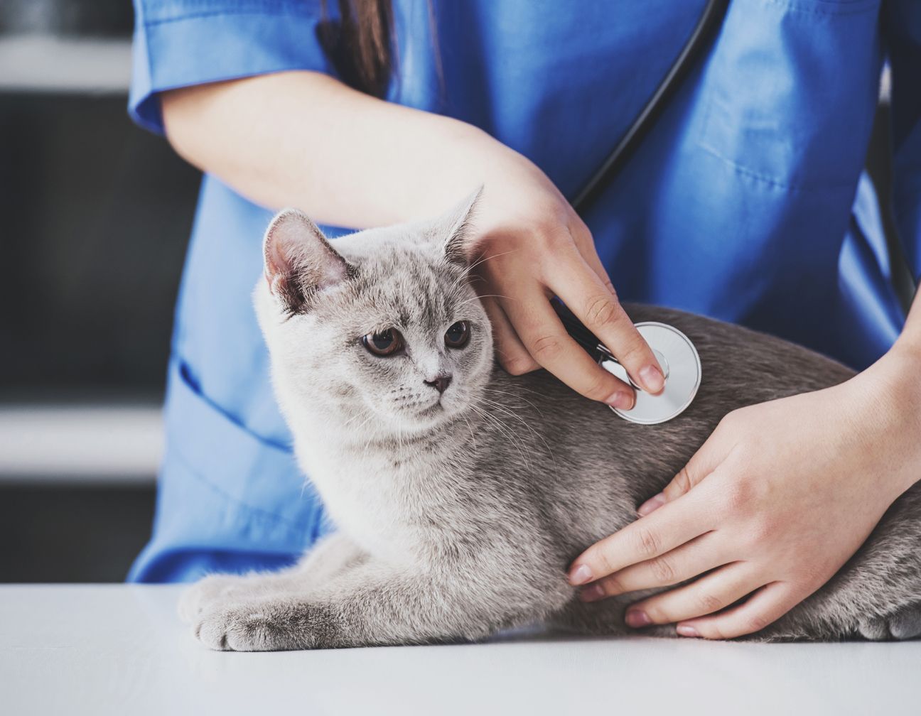 Veterinary professional caring for a pet at a clinic