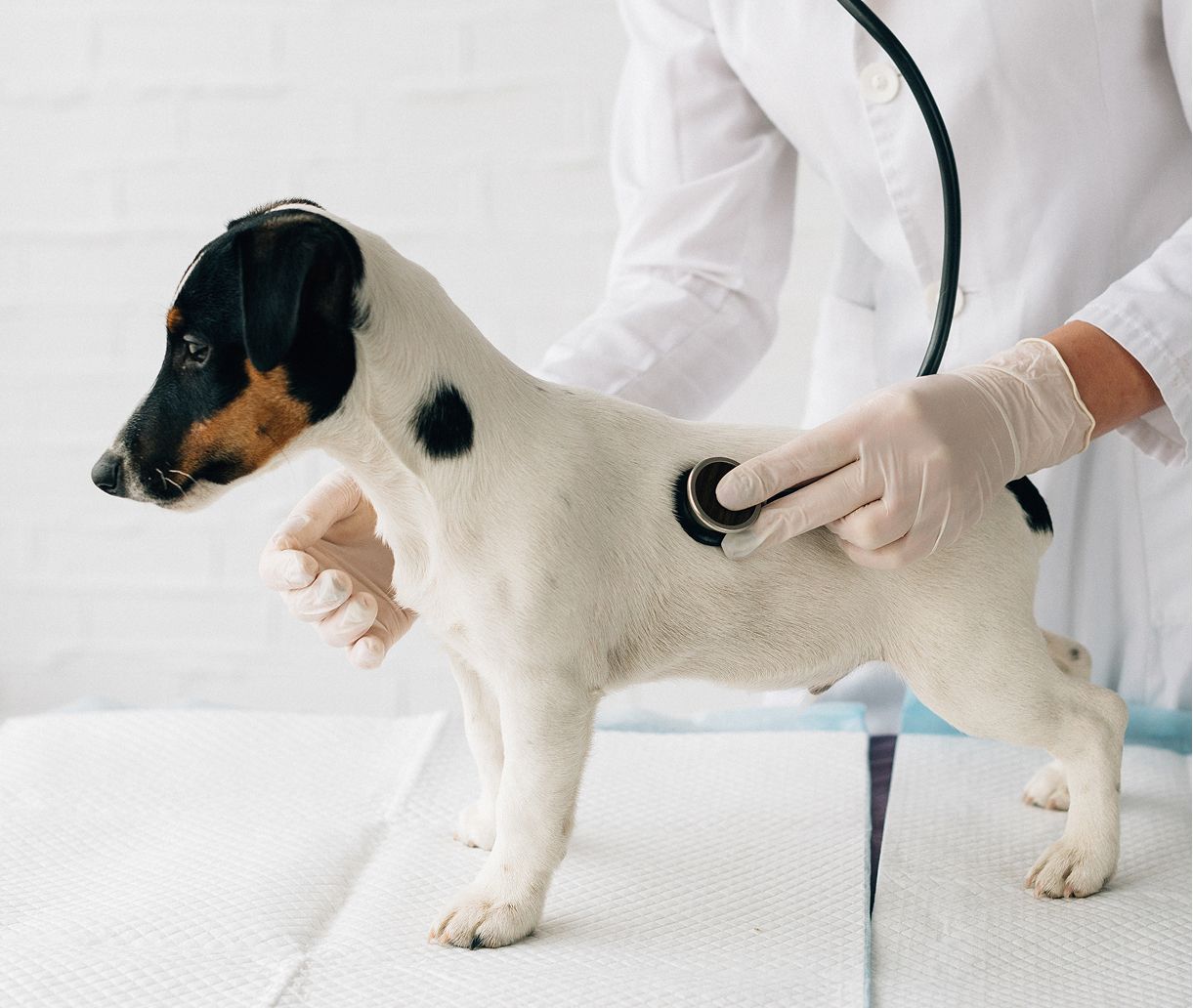 Veterinary professional caring for a pet at a clinic